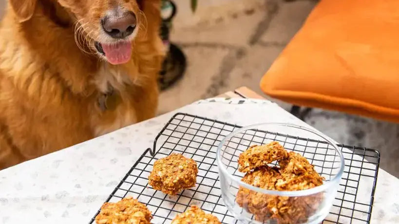 Golosinas pulposas para perros - Kuvings México