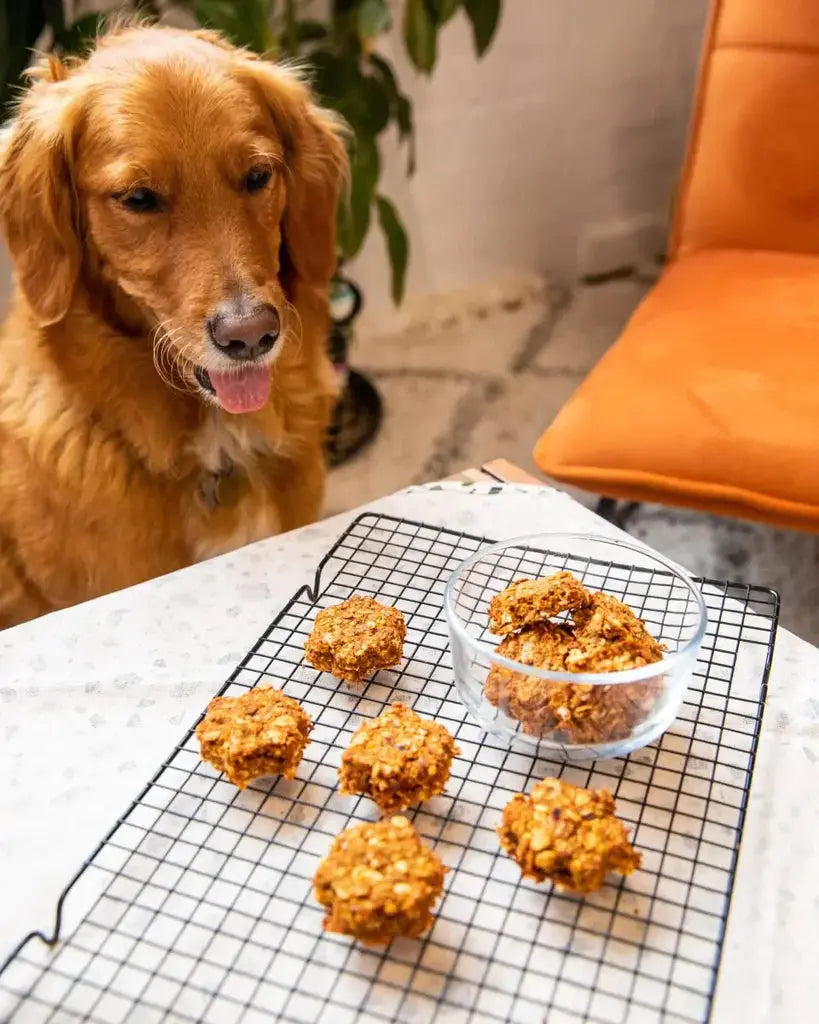 Golosinas pulposas para perros - Kuvings México